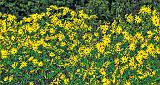 Roadside Wildflowers_P1190043-5